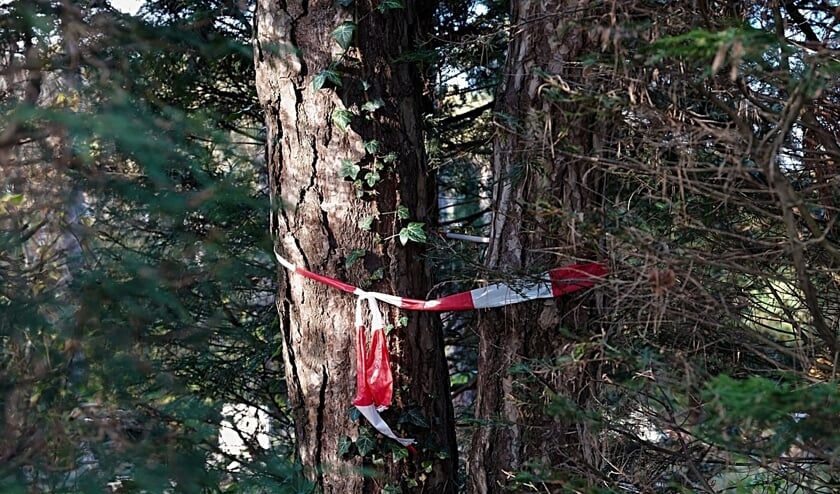 De bomen die aan onderhoud toe zijn, zijn herkenbaar aan een rood-wit lint.