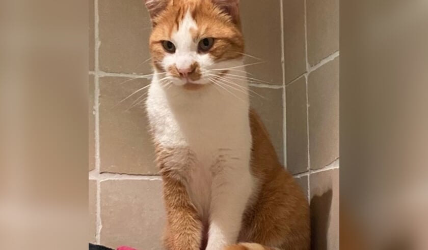 Vermiste kater Korenbloemstraat Barneveld.