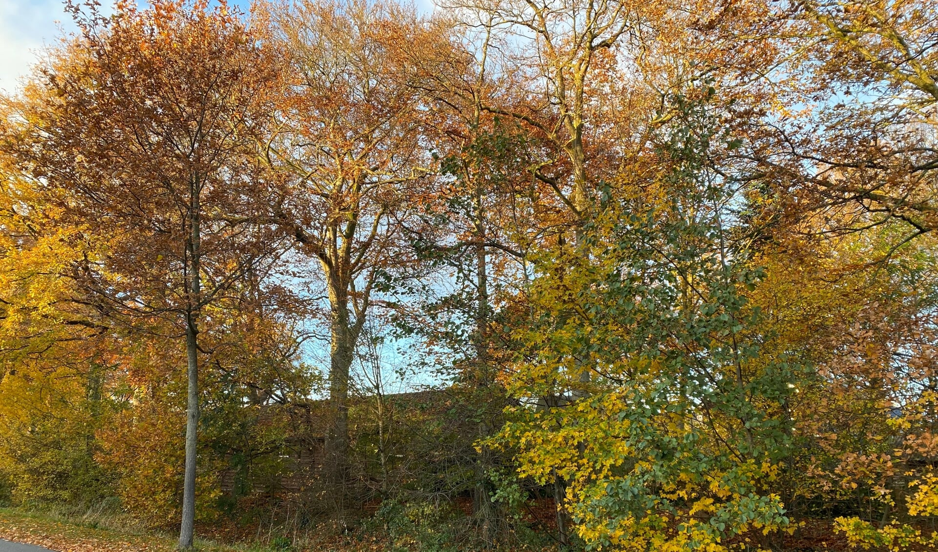 Als het aan het college ligt wordt op dit stukje groen aan de Rimpelerweg de nieuwbouw van School Steenenkamer gerealiseerd.  