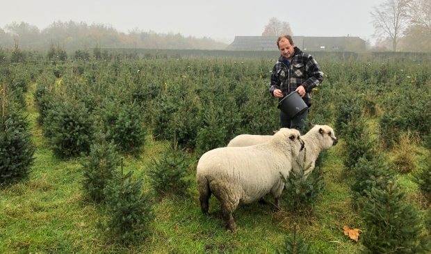 <p>Gerard de Bruin voert de Shropshire schapen, die tussen de bomen lopen en het onkruid opeten. </p>