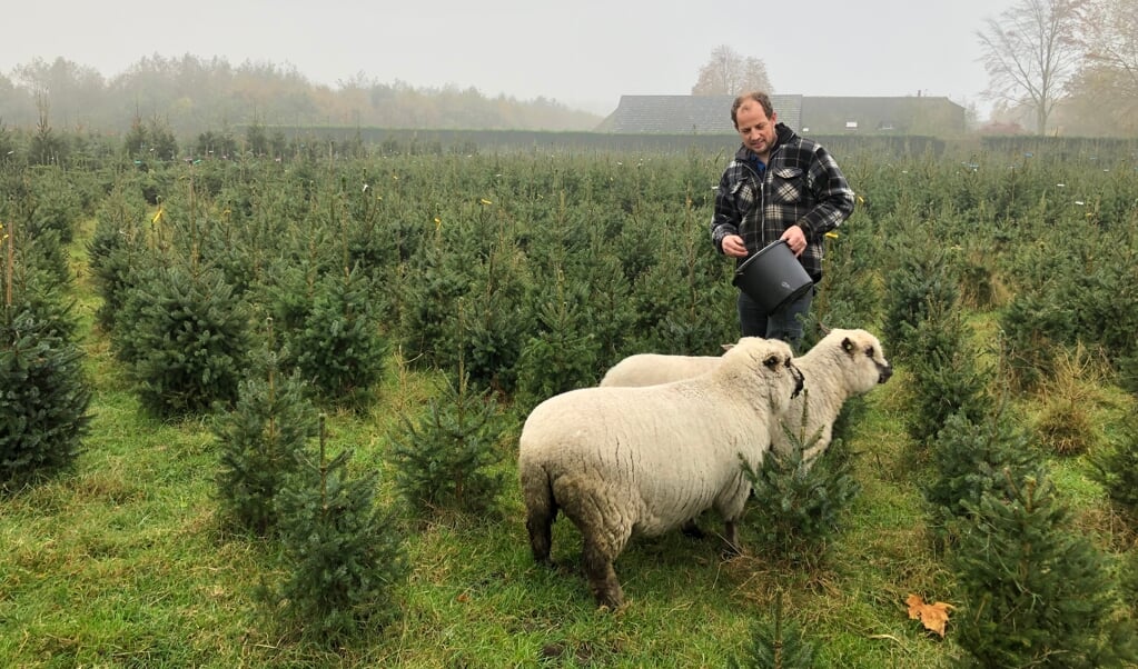 Gerard de Bruin voert de Shropshire schapen, die tussen de bomen lopen en het onkruid opeten. 