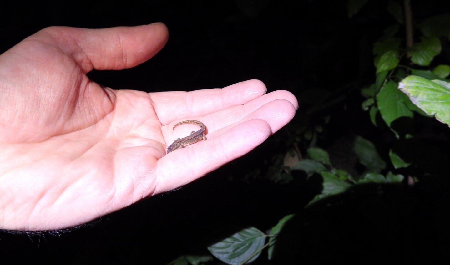  Zo klein is de kleine watersalamander. Op weg naar een plekje in de tuin.

