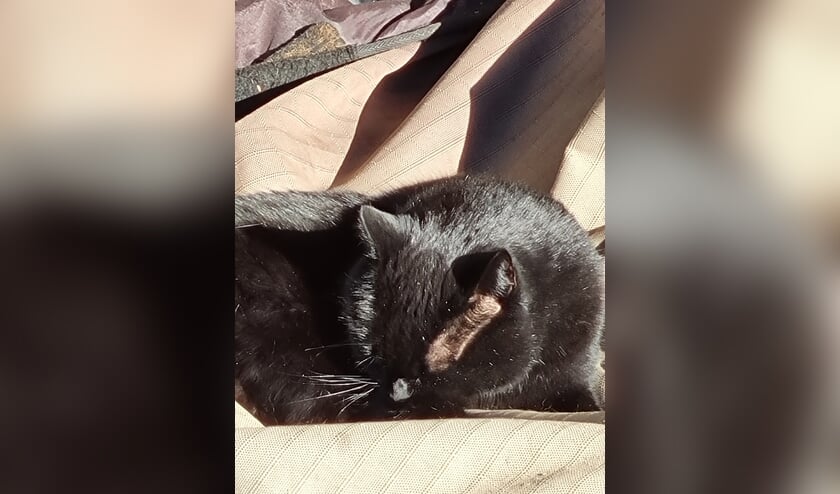 Vermiste kater Molweg Terschuur