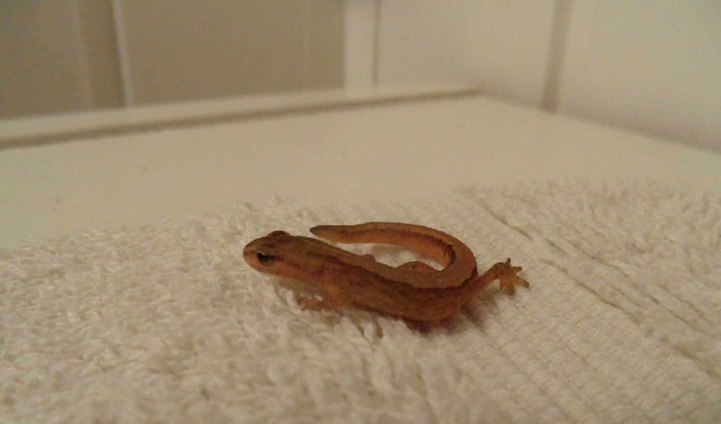 Salamanders zijn koudbloedig, dus worden pas actief bij warmte.