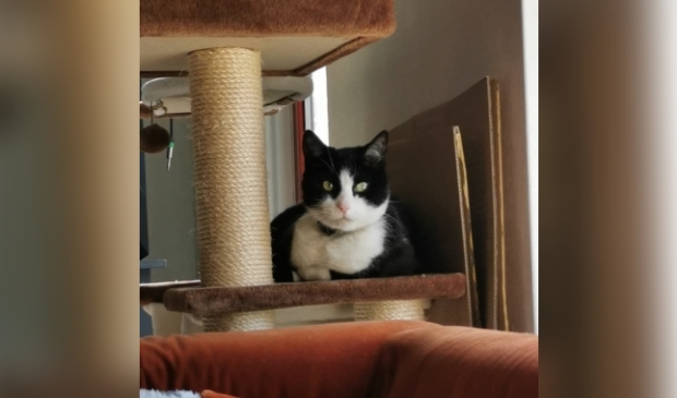 Vermiste kat Poolseweg Putten