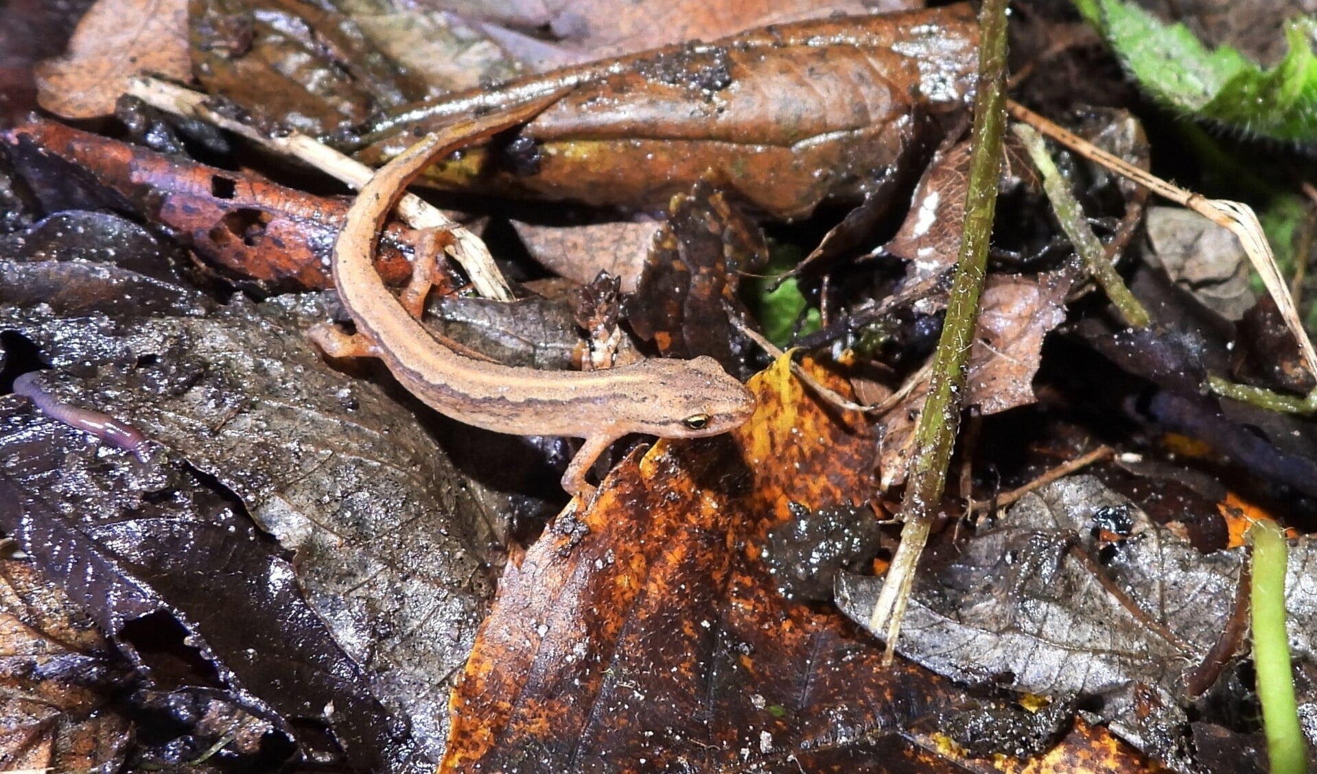 De kleine watersalamander op zijn nieuwe overwinteringsplek tussen dode bladeren.