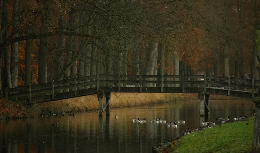 Herfststilleven in het Schaffelaarsebos, gefotografeerd door Bram van den Heuvel.
