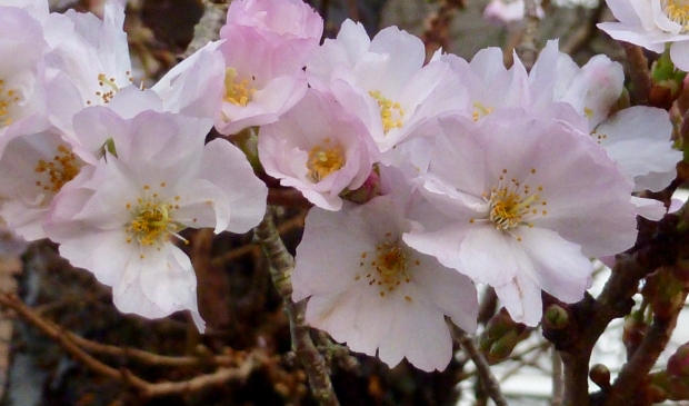 <p>Prunus Autumnalis </p>