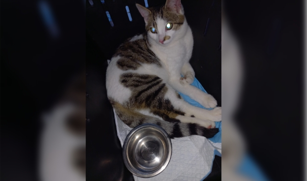 Gevonden kat Kallenbroekerweg Barneveld.