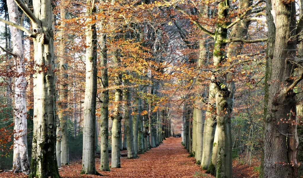 In de gemeente Soest, zoals hier in het Pijnenburgbos, is er niet bepaald een gebrek aan bomen.