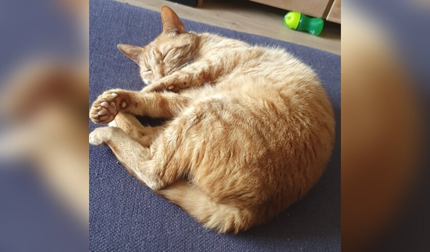 Vermiste kater Saparua Barneveld