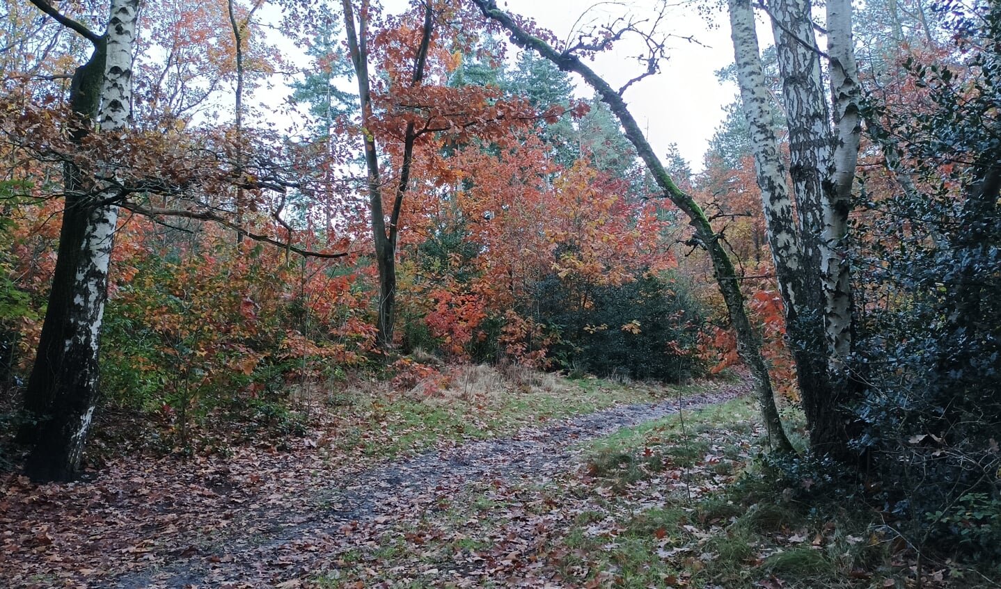 Herfst in het Baarnsche Bos