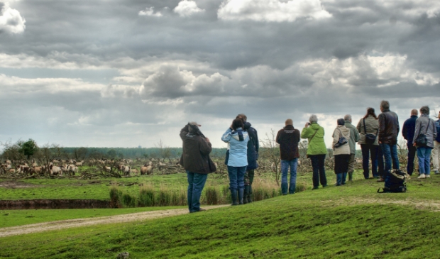 Konikpaarden tijdens een excursie