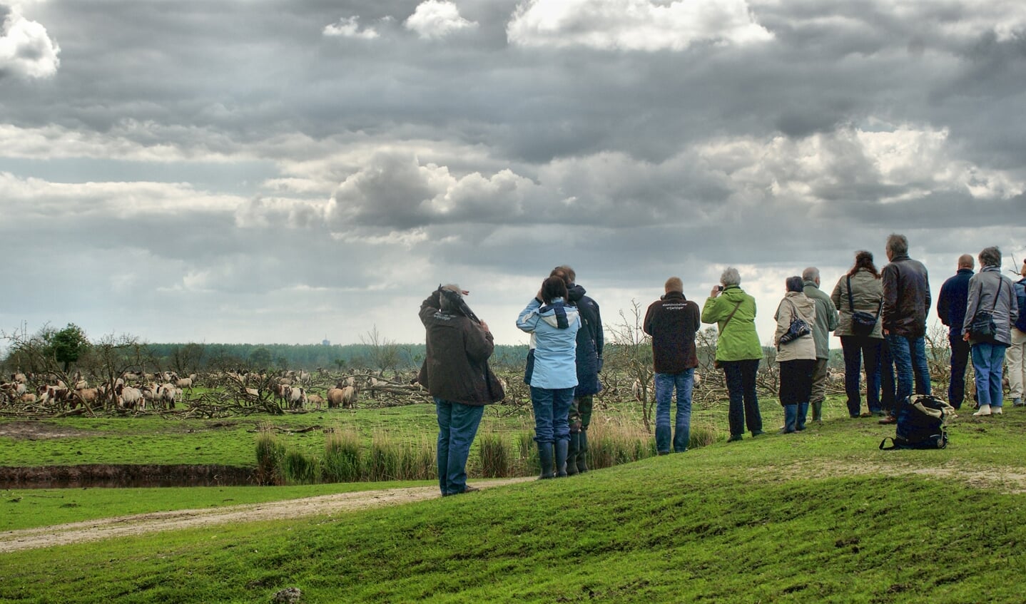 Konikpaarden tijdens een excursie