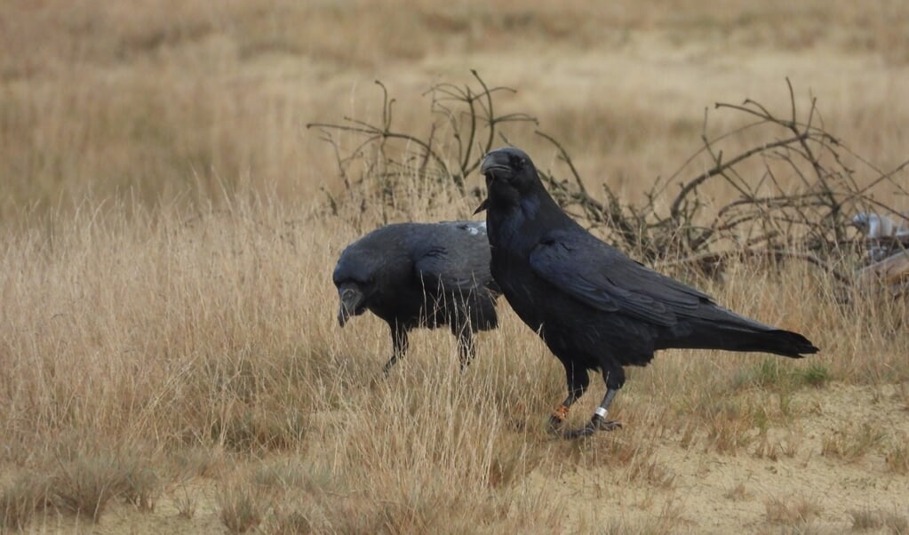 ,,Een foto van foeragerende raven, voor mij toch wel een bijzonder moment.''