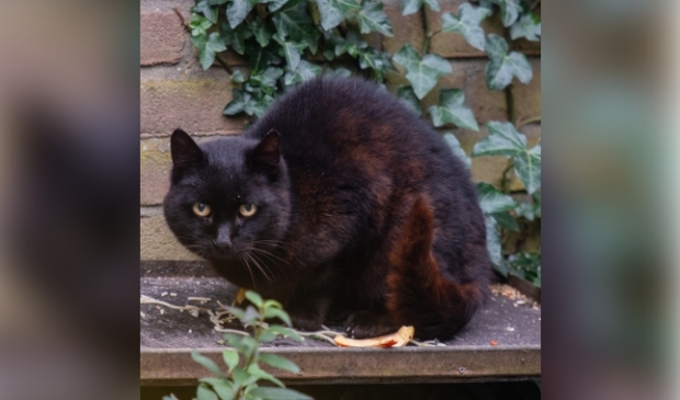 Gevonden kat Wolweg Stroe.
