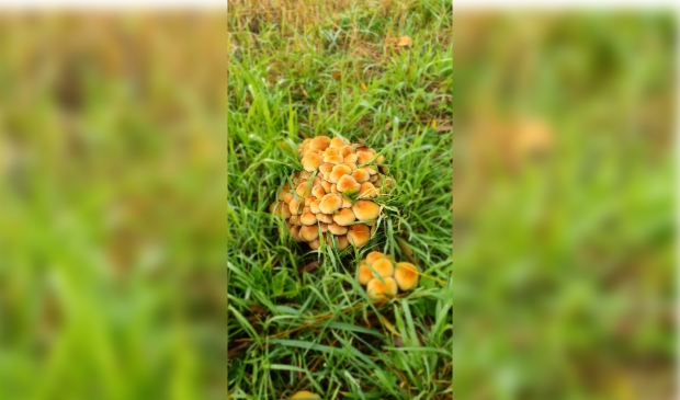 <p>Padenstoelen</p>