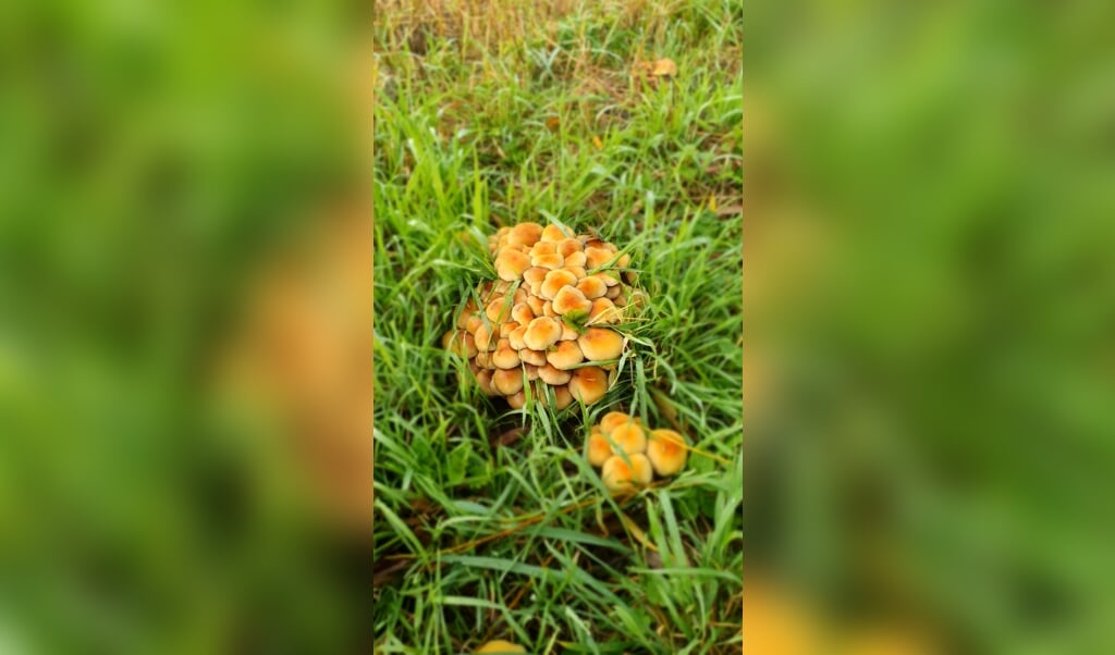 Padenstoelen