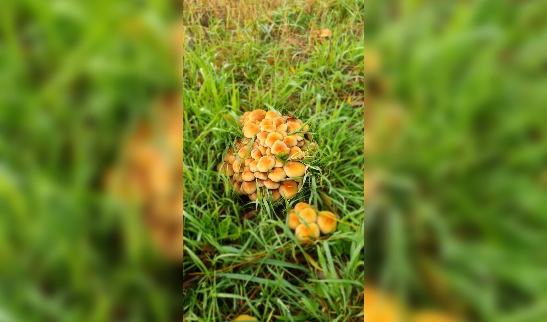 Padenstoelen