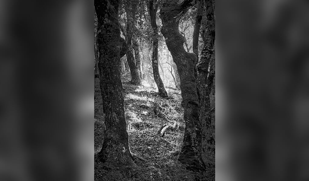 Een foto van bewogen landschap fotograaf Rienk Feenstra