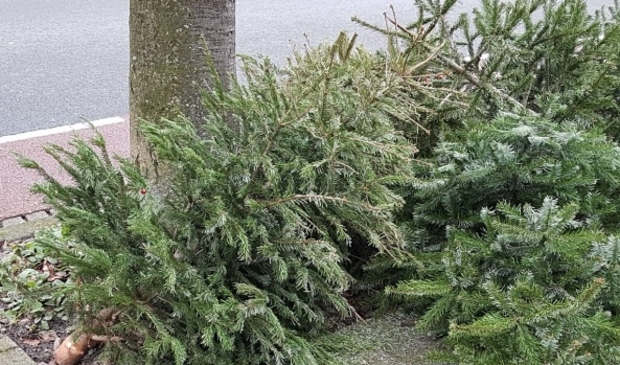 <p>Afgedankte kerstbomen</p>