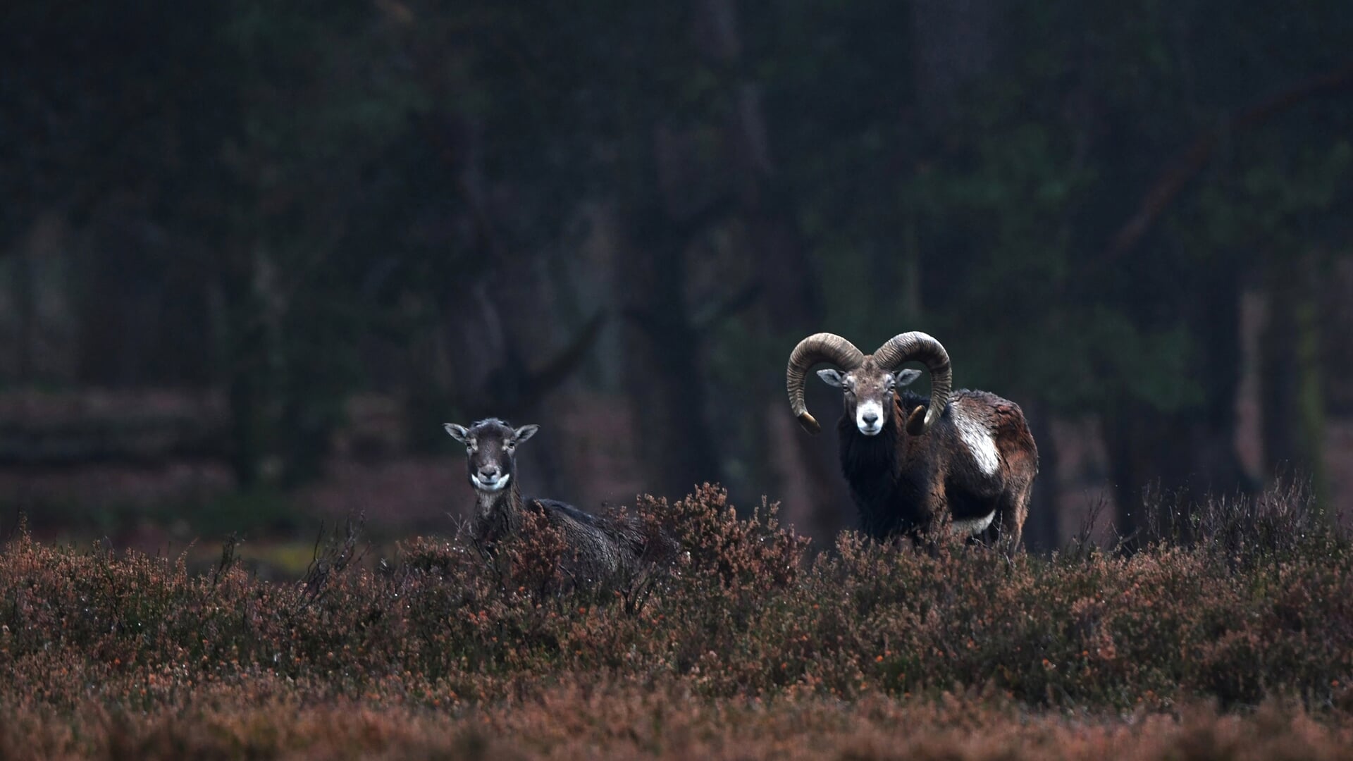 De moeflon hoort van oorsprong niet thuis op de Veluwe, maar is daar honderd jaar geleden geïntroduceerd. Volgens De Hoge Veluwe is het nu ,,een iconische soort."