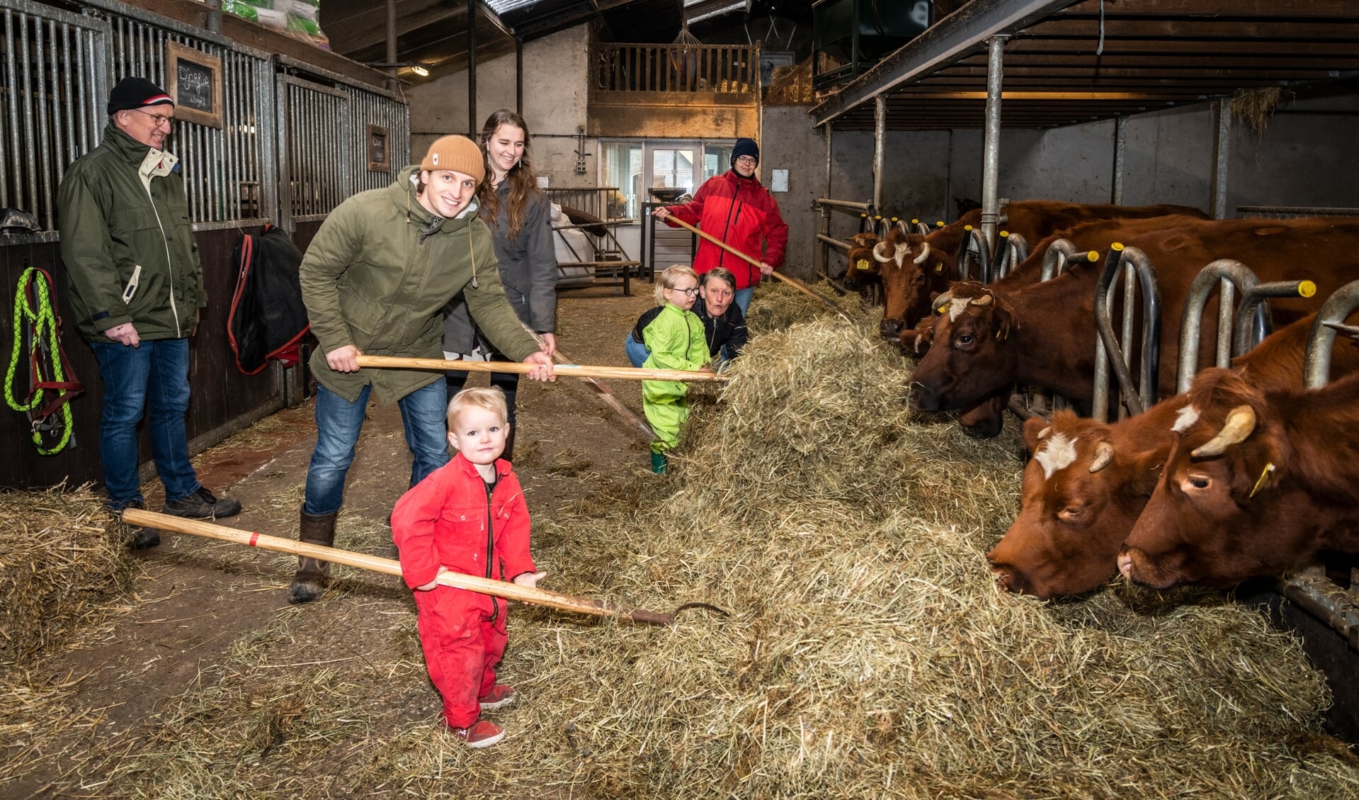 Koeien voeren bij Zorgboerderij 't Paradijs in Barneveld.