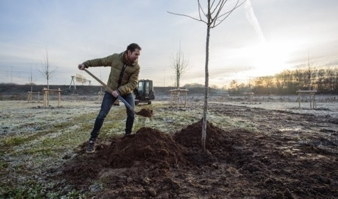 Arne Schaddelee, gedeputeerde van de Provincie Utrecht, plant een van de laatste bomen op het sedumveld. 