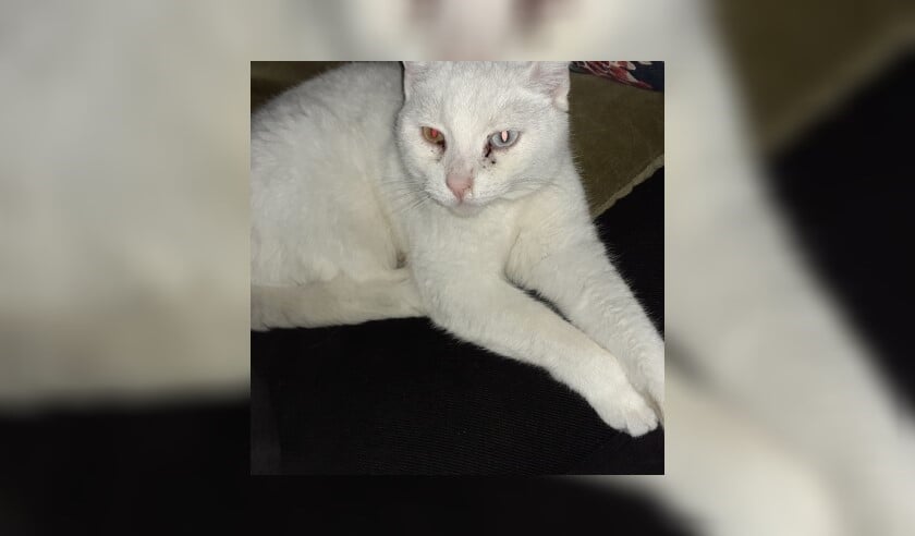 Vermiste kater De Steenkamp Voorthuizen)