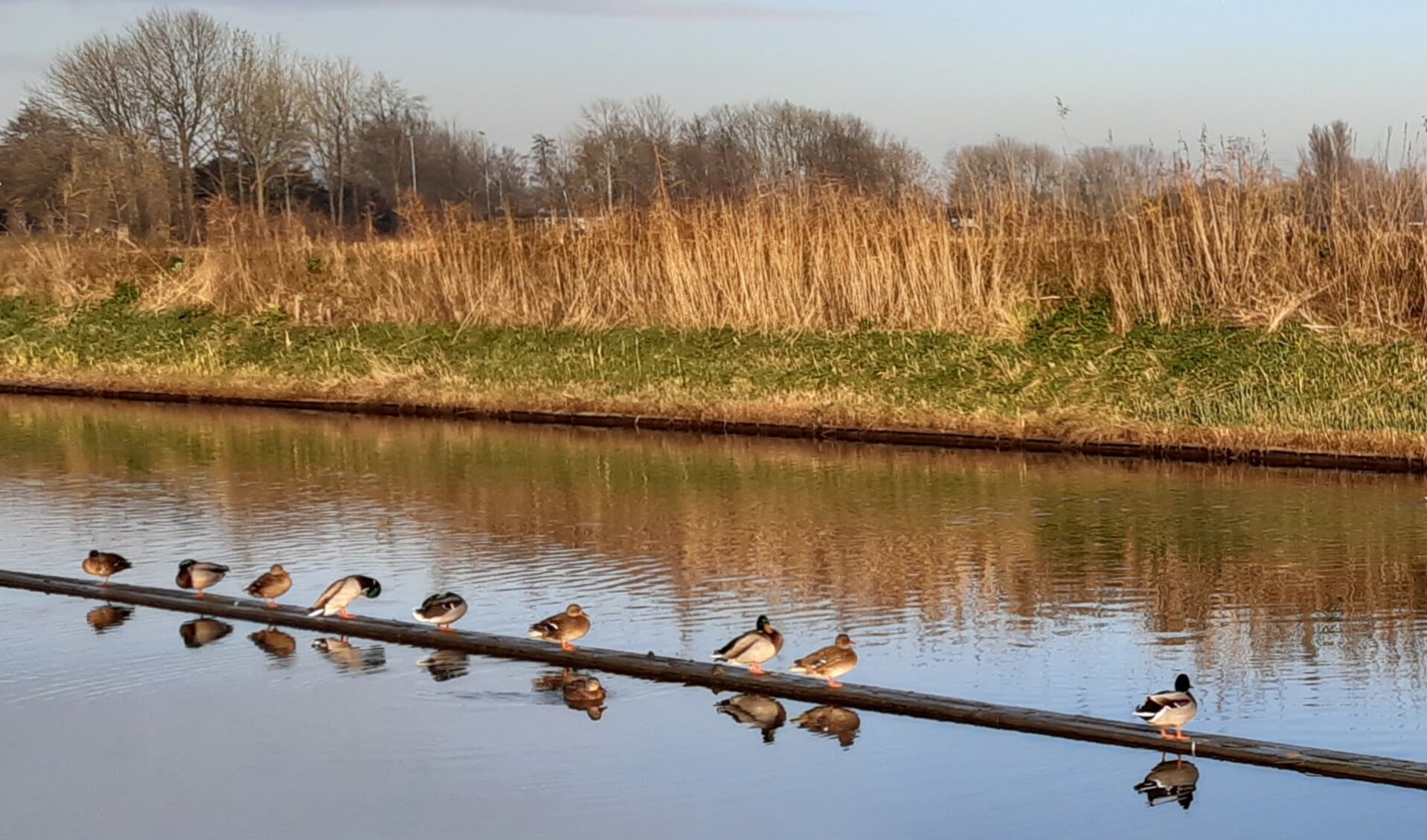 Weerspiegeling Kromme Rijn