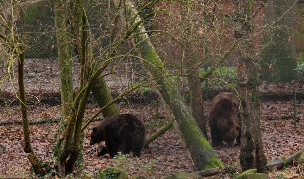 Bruine beren Ljalja en Malysh in Het Berenbos in Ouwehands Dierenpark.