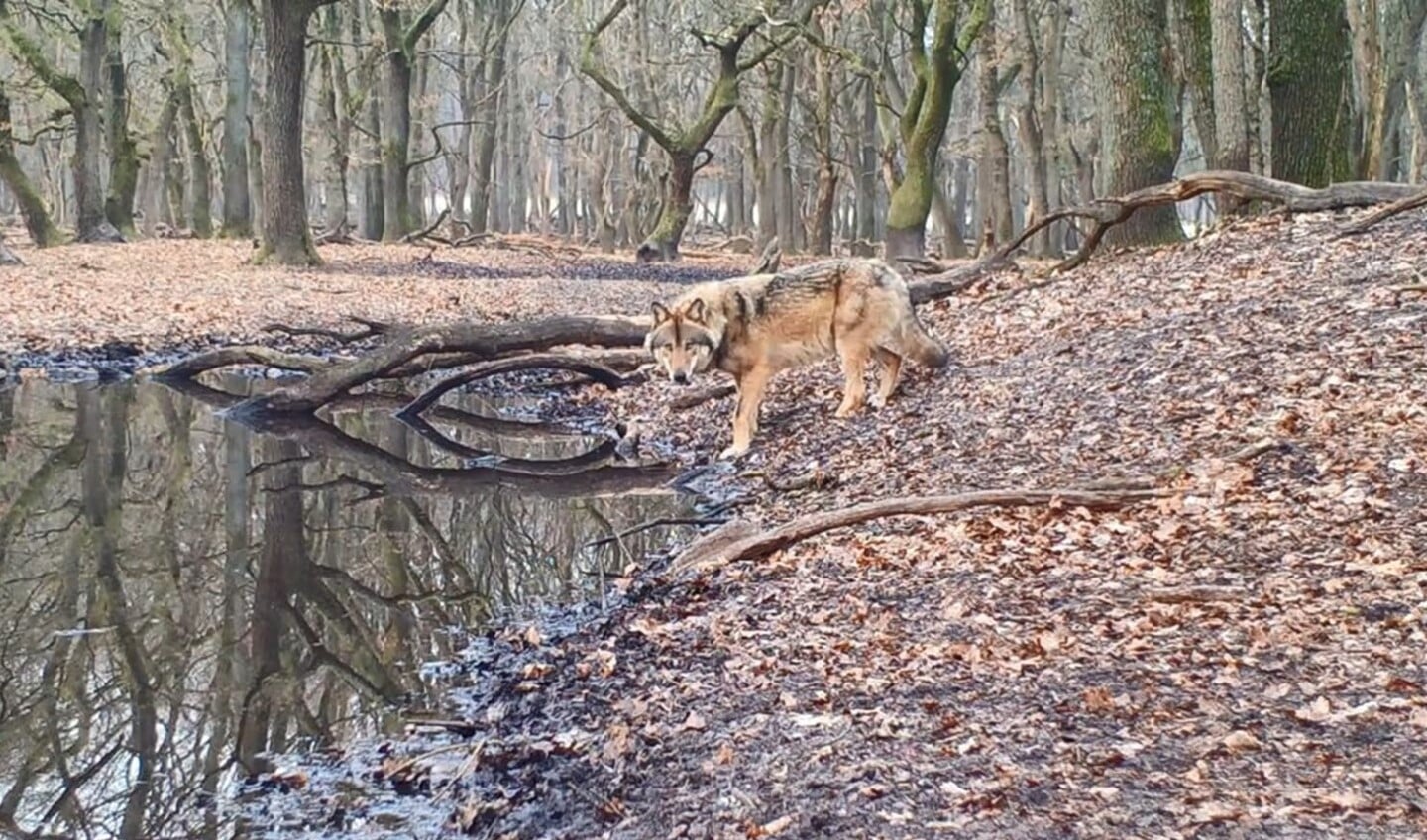 Beeld van een wolf via een wildcamera van Natuurmonumenten.