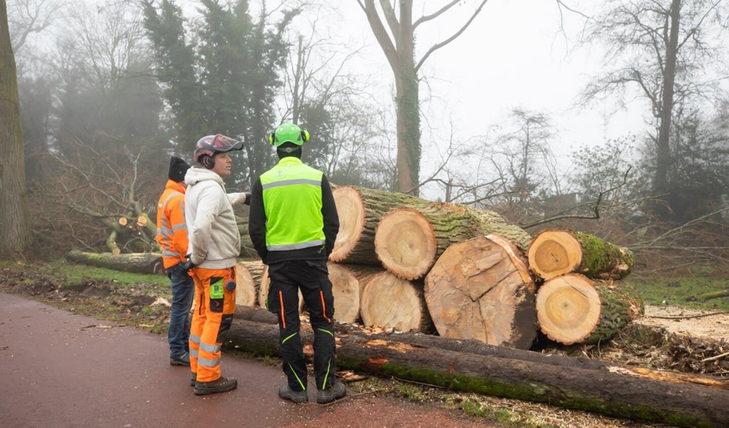 
De takken krijgen als eindbestemming een biomassacentrale, de stammen worden verzaagd tot pallets.