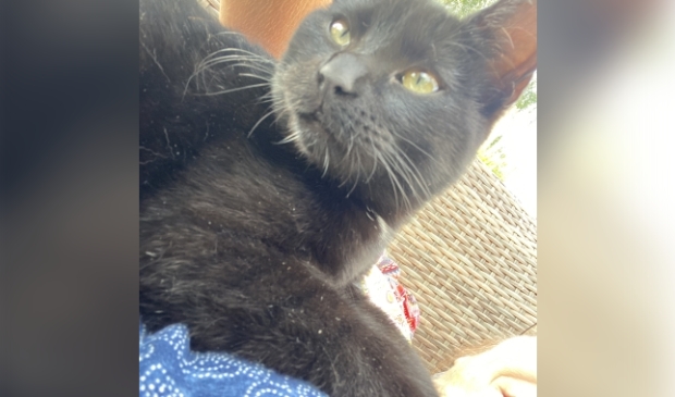 Vermiste poes Huinerwal Putten