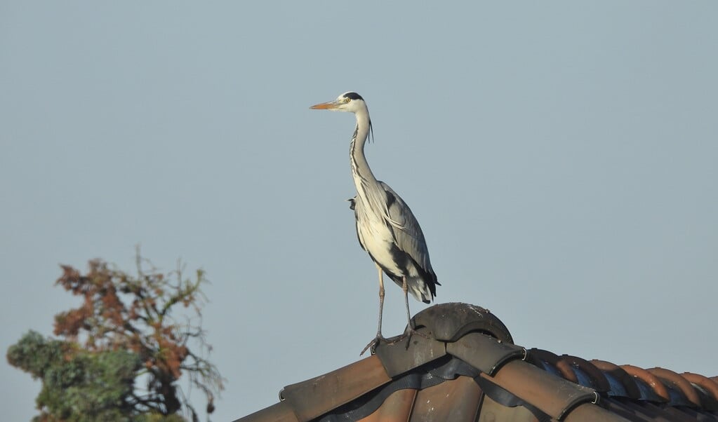 ,,Vanuit een ooghoek zag ik ineens een grote vogel vliegen.''