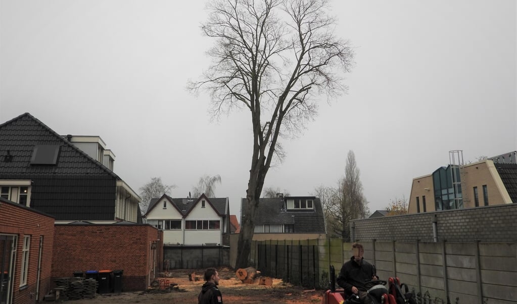 Drie bomen aan de Hazelaarhof zijn al gekapt, maar één boom op de erfgrens van twee percelen staat nog fier overeind.