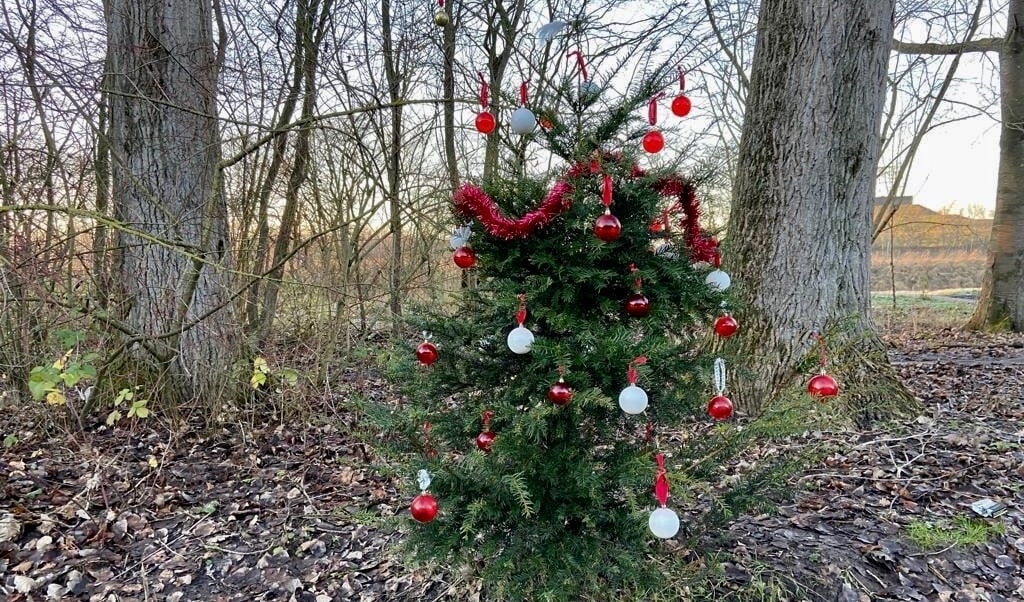 Midden in het bos staat de versierde kerstboom. 
