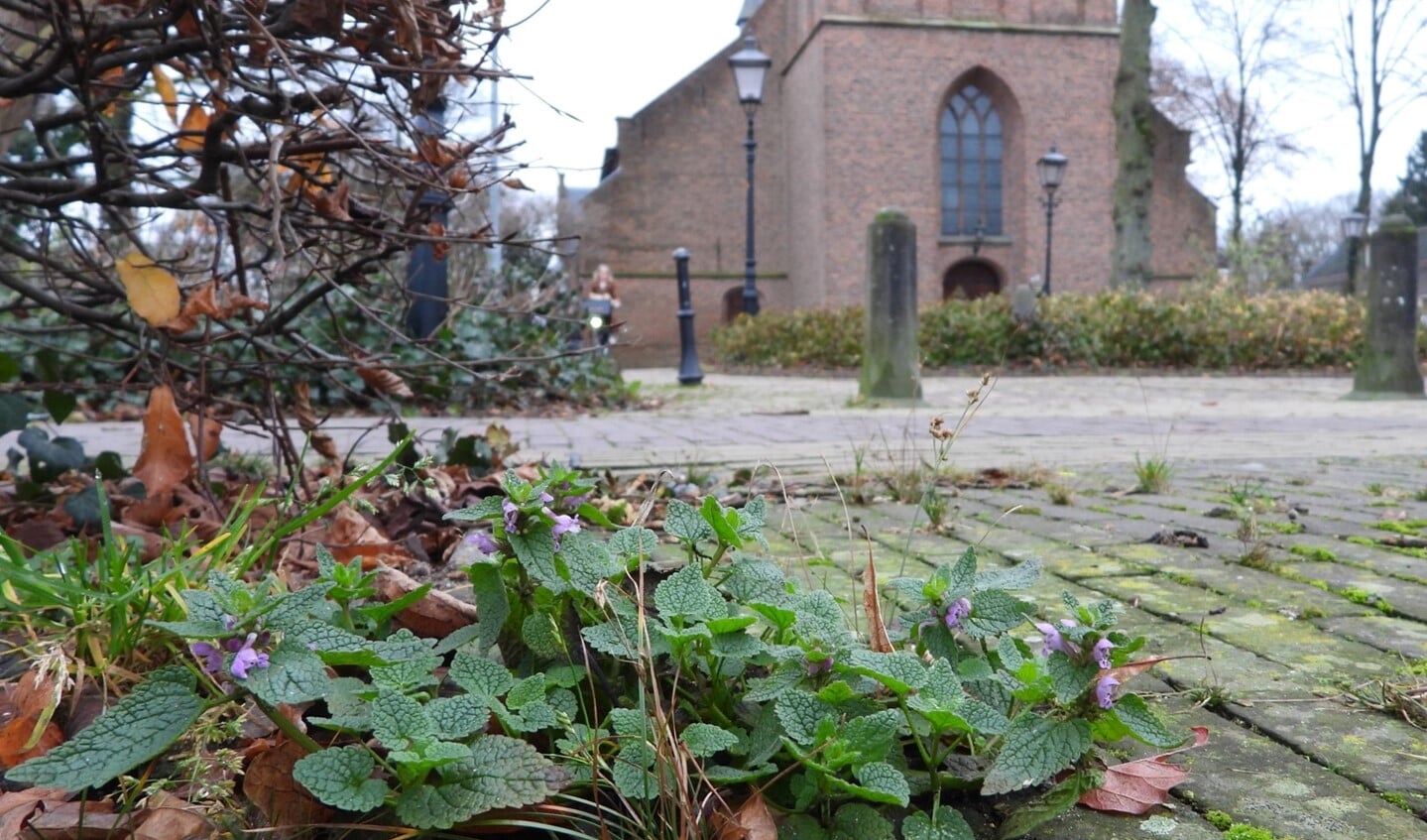 Paarse dovenetel, straatgras en tengere rus bij de Grote Kerk in Scherpenzeel.