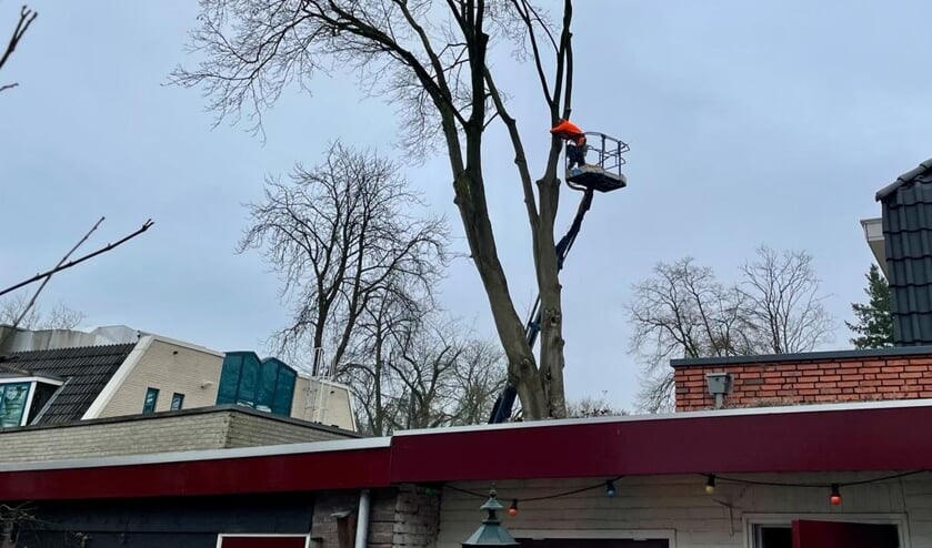 In etappes werd de laatste boom aan de Hazelaarhof gekapt.