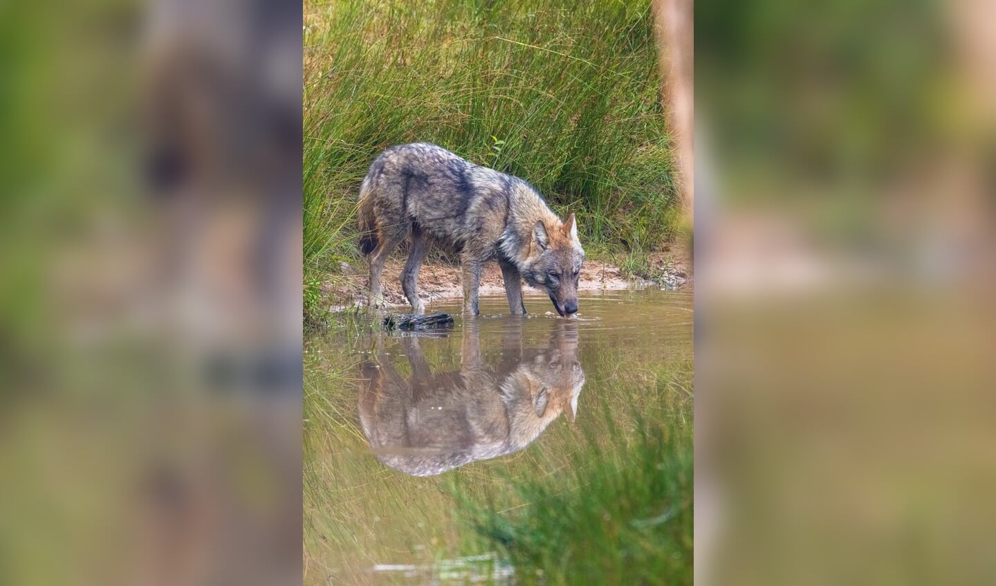 Een dorstige wolf, een nieuwkomer op de Veluwe.