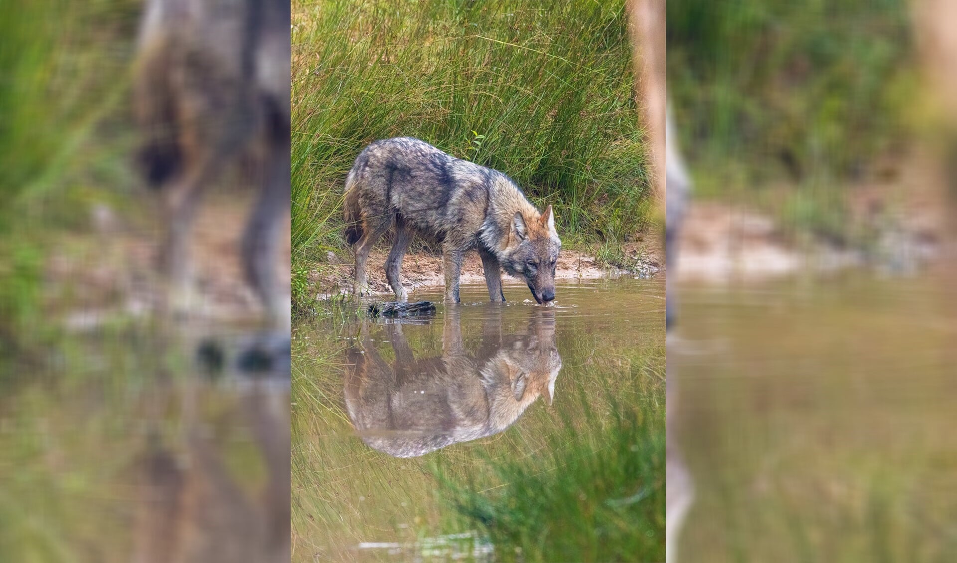 Een dorstige wolf, een nieuwkomer op de Veluwe.
