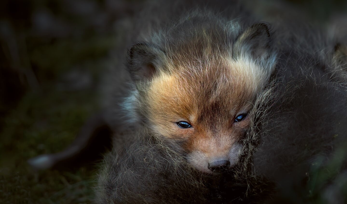 Een jonge vos. De foto staat op de cover van Veluwe, een onverwacht weerzien'.