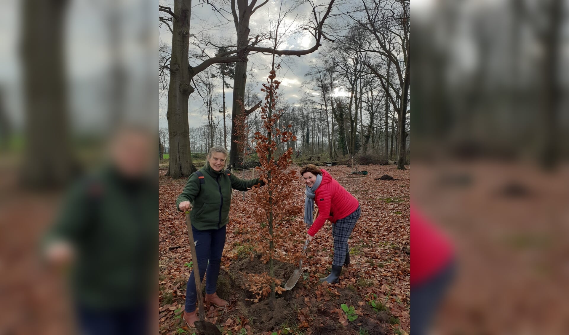 Jelka Both, hoofd Staatbosbeheer Utrecht, en Chantal Broekhuis, wethouder gemeente Utrechtse Heuvelrug planten eerste boom