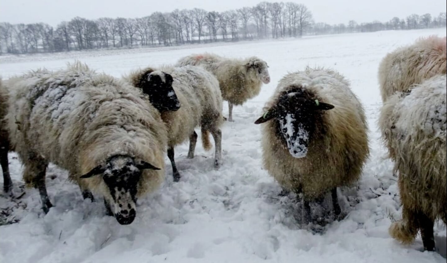 Viervoeters trotseren de kou in Barneveld. ,,De schapen liepen achter bij de bosrand bij de de ingang aan de Wesselseweg (verlengde van de Norschoterweg). Vroeger stond daar een kuikenbroederij´´, meldt Jeanette Boers.