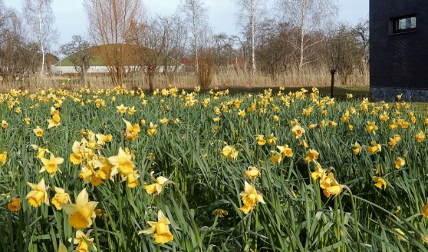 <p>Lentesferen in de buurt van De Fruittuinen.</p>