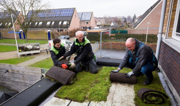 Wethouder Spek legt groen dak
