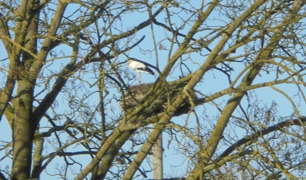 <p>De ooievaar is terug op zijn nest</p>