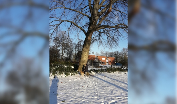 <p>Deze boomsoort wordt veel aangeplant in de bebouwde kom omdat hij ziektevrij is en goed bestand tegen wind.</p>