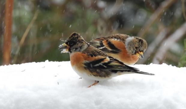 <p>,,Kepen in de tuin, hoe gaaf!''</p>