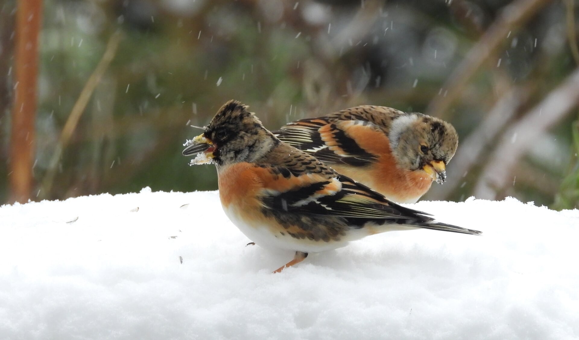 ,,Kepen in de tuin, hoe gaaf!''